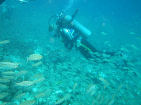 Aileen und Millionen Fische. Übrigens: das Wasser hat nur 23 Grad!